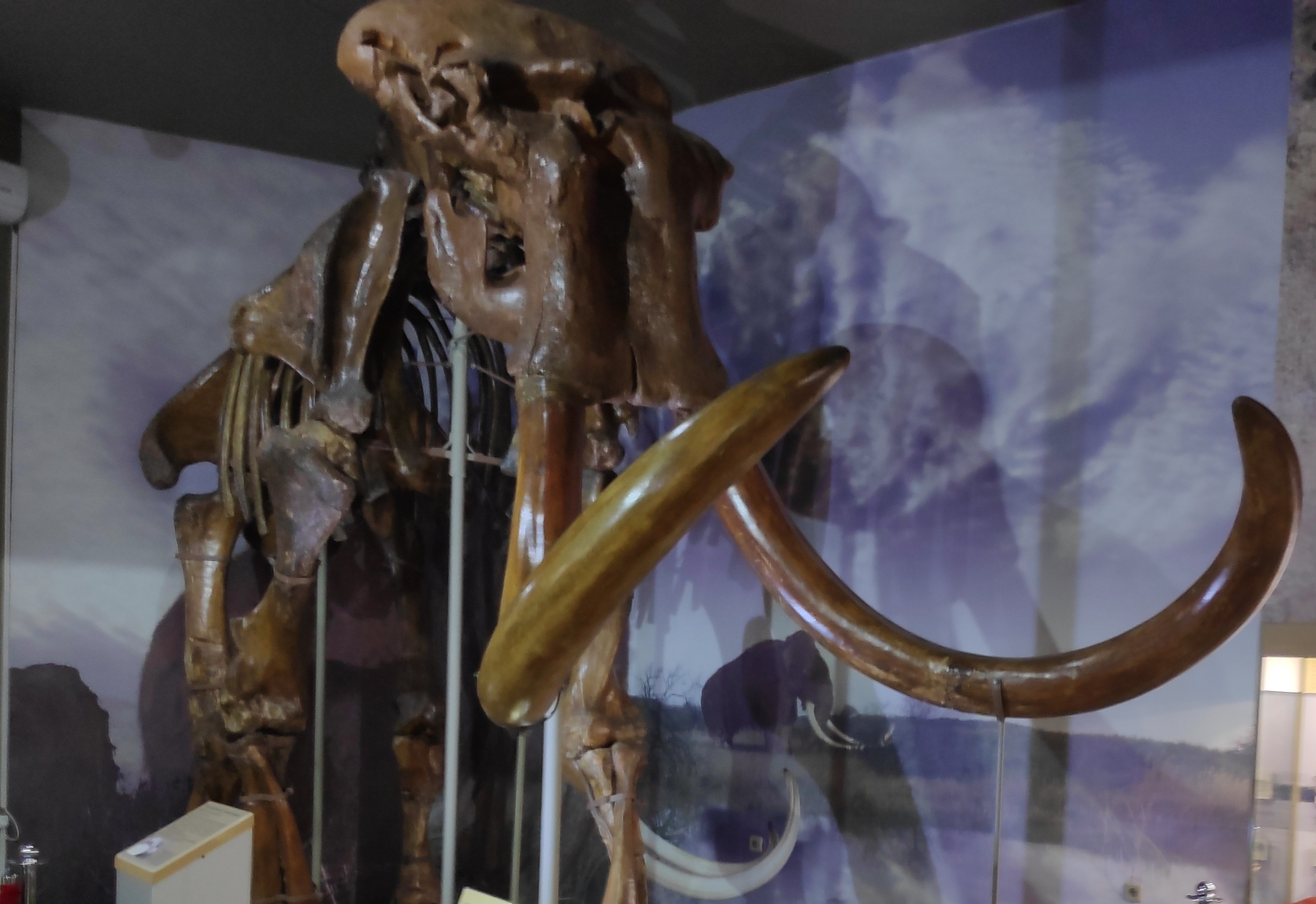 Под Астраханью палеонтологи обнаружили скелет мамонта возрастом 115 тысяч лет